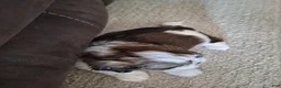 Shih Tzu dogs for sale: Archie - Ad 9