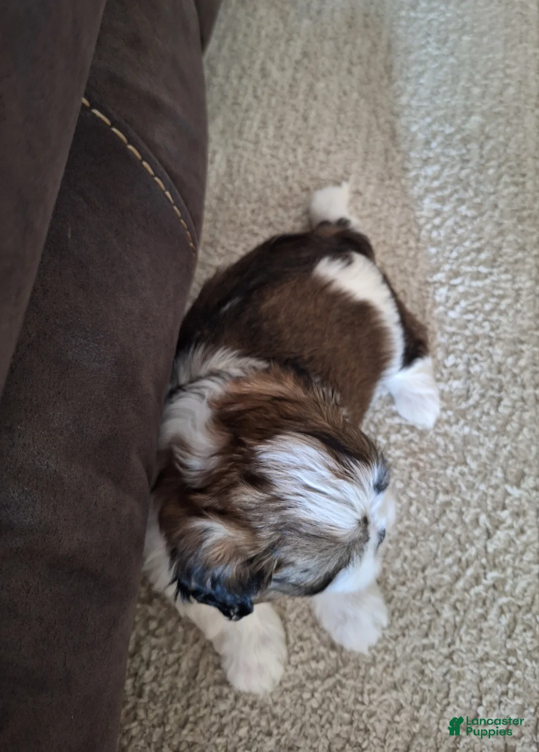 Shih Tzu dogs for sale: Archie - Ad 9