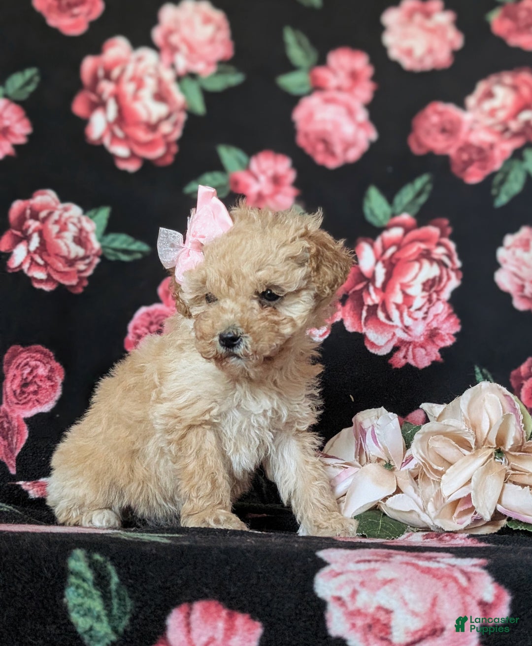 Miniature Poodle dogs for sale: Dierdre 9 lbs Full Grown - Ad 5