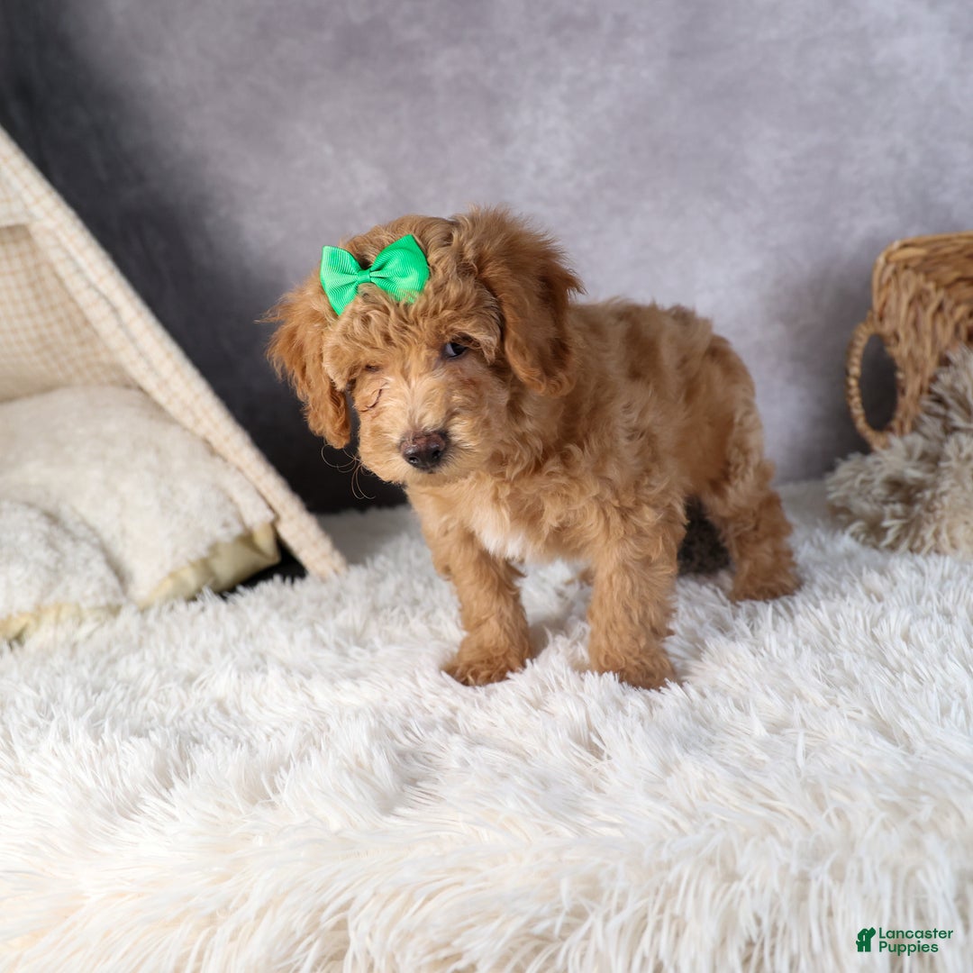 Shihpoo dogs for sale: Elmo - Ad 12