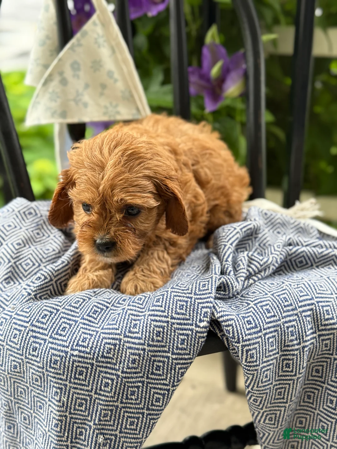 Cavapoo dogs for sale: Jinger - Ad 2