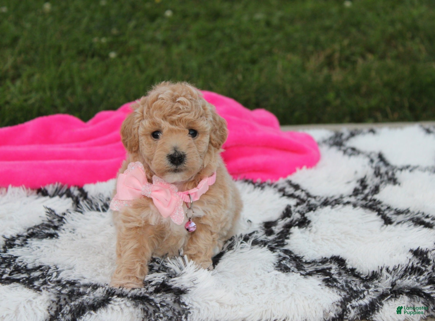 Bichpoo dogs Aubrey - Ad 1