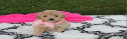 Bichpoo dogs for sale: Aubrey - Ad 14
