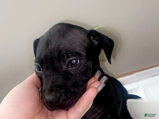 Mixed Breed dogs Mixed Breed Puppy 1 - Ad 7