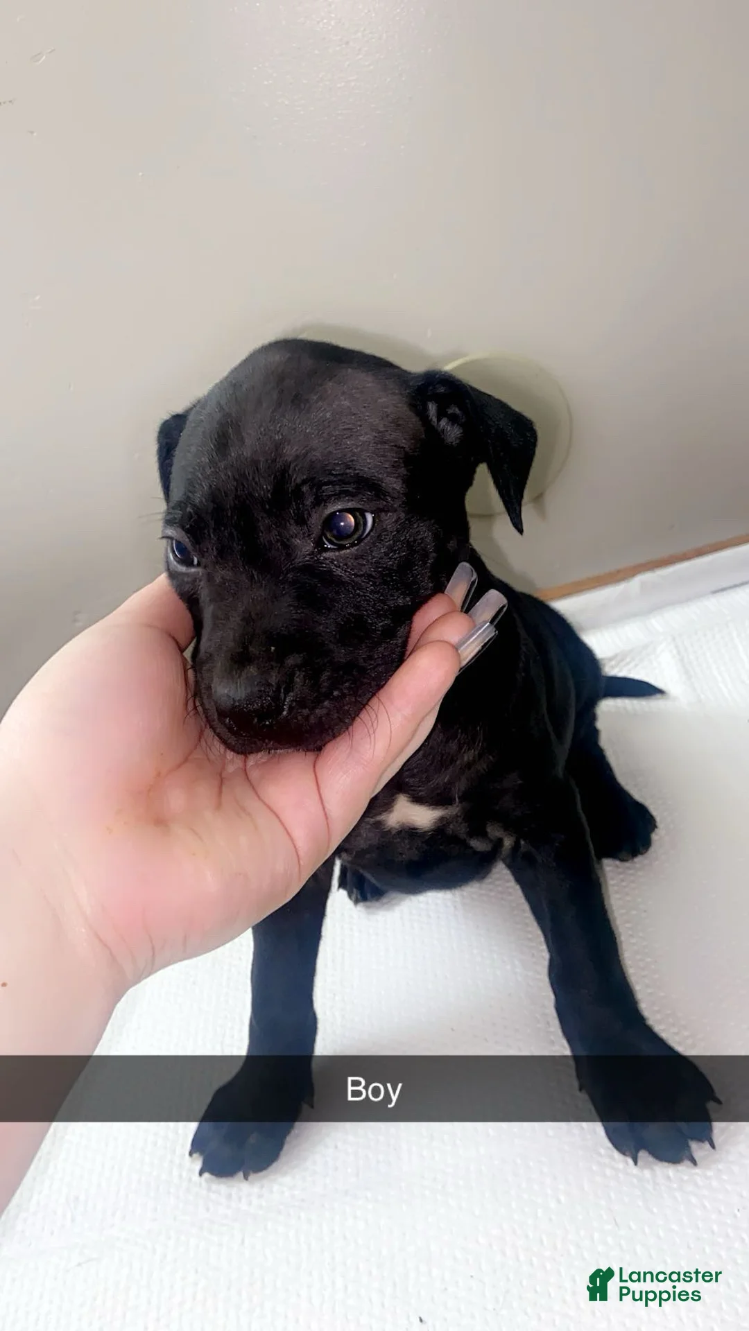 Mixed Breed dogs for sale: Mixed Breed Puppy 1 - Ad 1