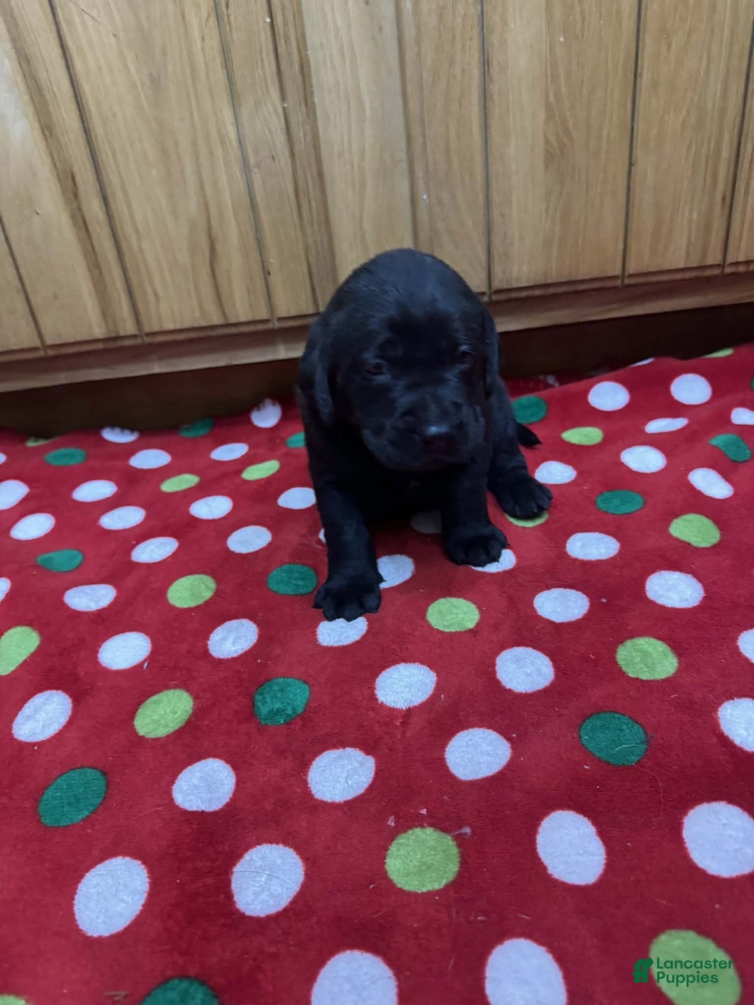 Labrador Retriever dogs for sale: Forest - Ad 6