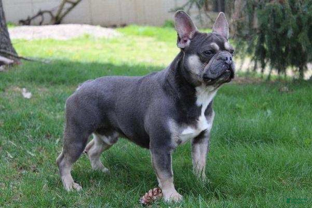 French Bulldog dogs for sale: Fern - Ad 19