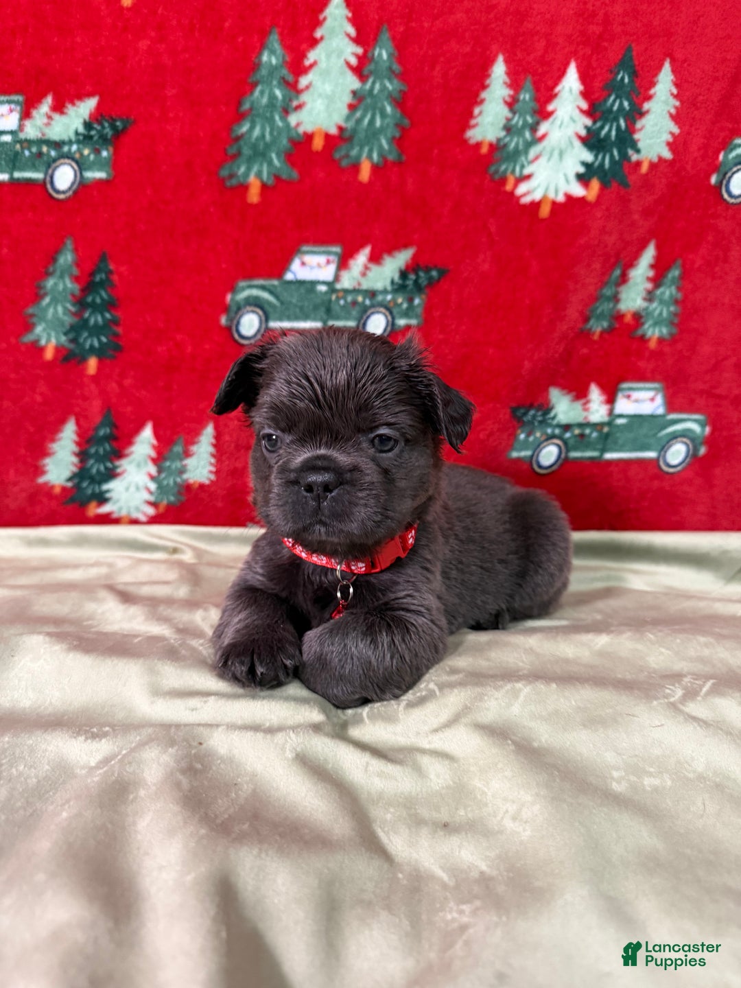 French Bulldog dogs for sale: ❤️ Rudolph - Ad 10