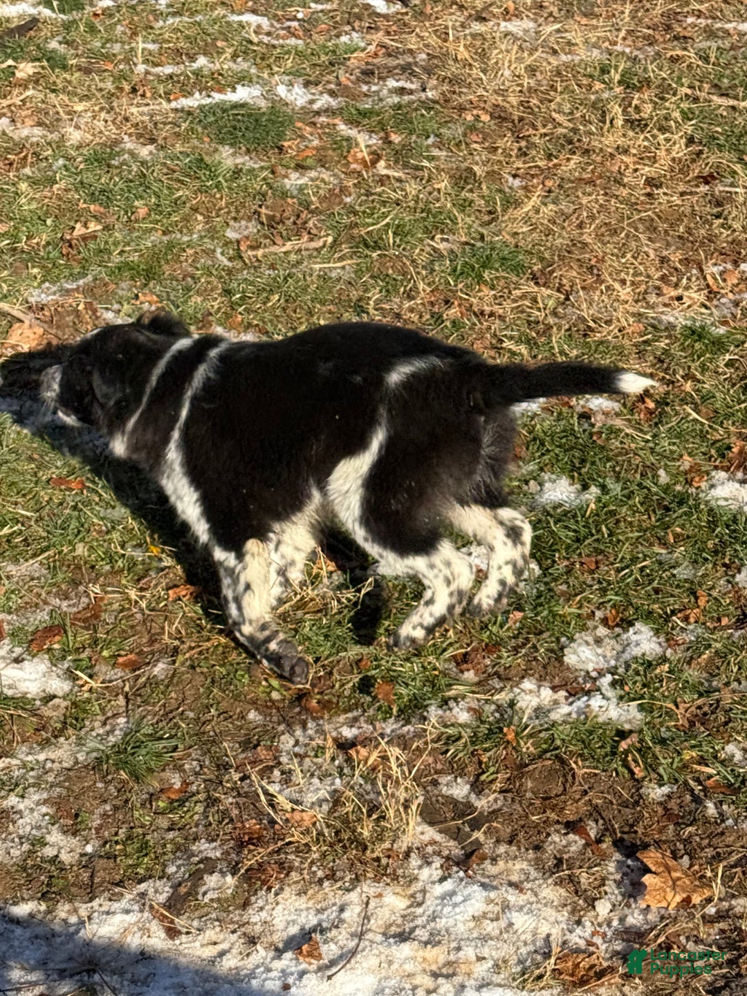 Mixed Breed dogs for sale: Mixed Breed Puppy 4 - Ad 4