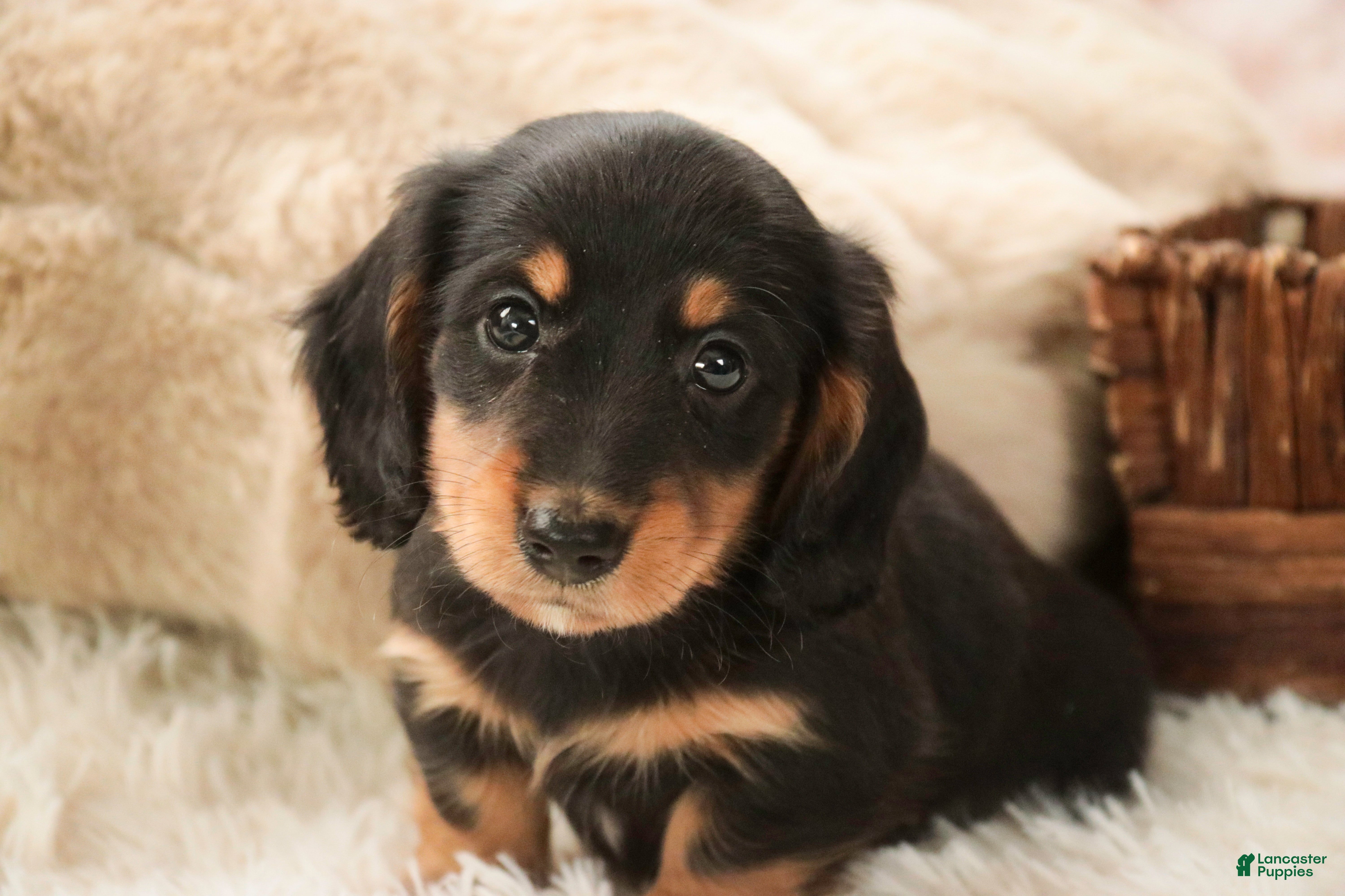 Miniature Dachshund dogs Cocoa - Ad 20