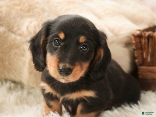 Miniature Dachshund dogs Cocoa - Ad 24