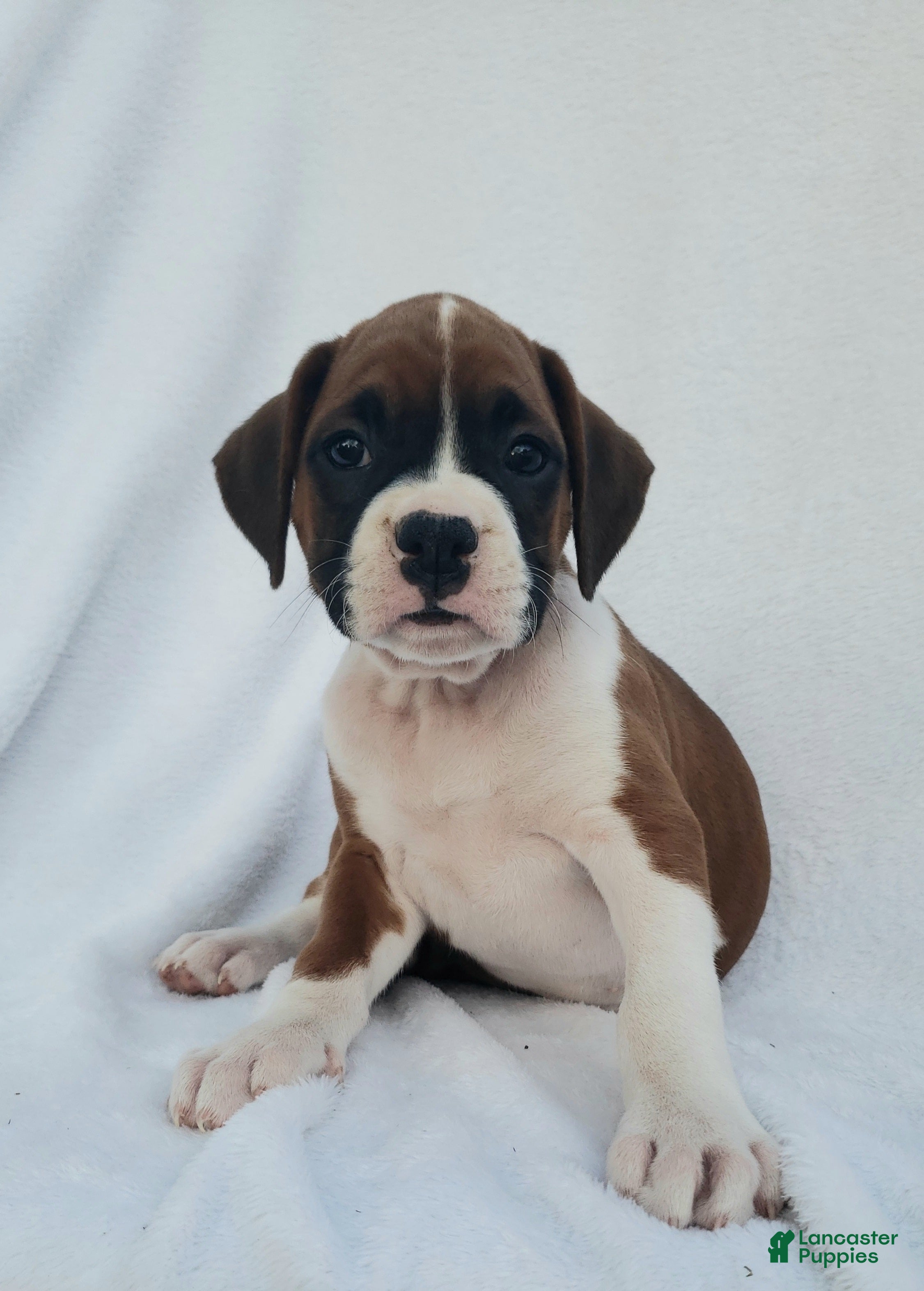 Boxer dogs Roxy - Ad 2
