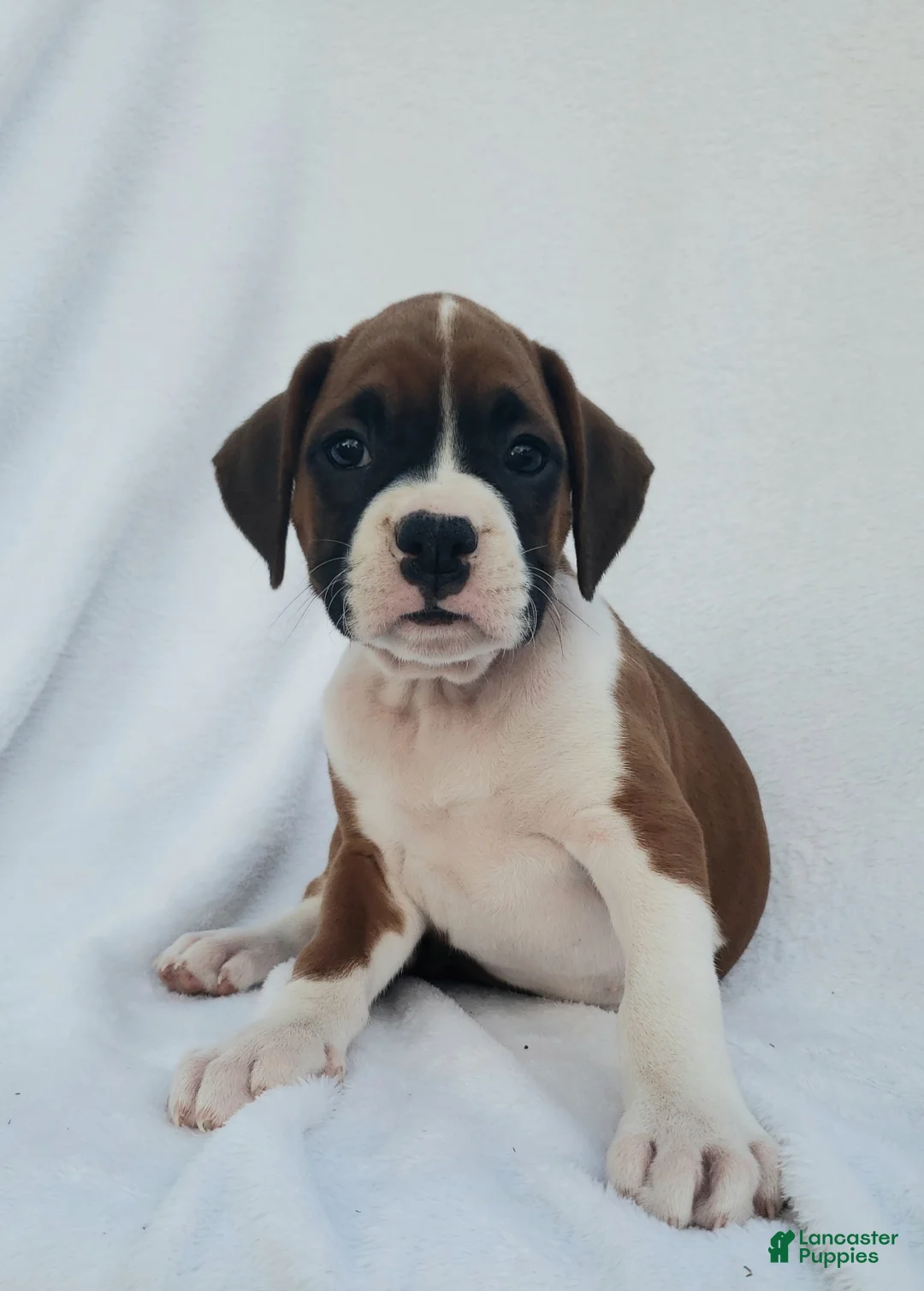 Boxer dogs for sale: Roxy - Ad 2
