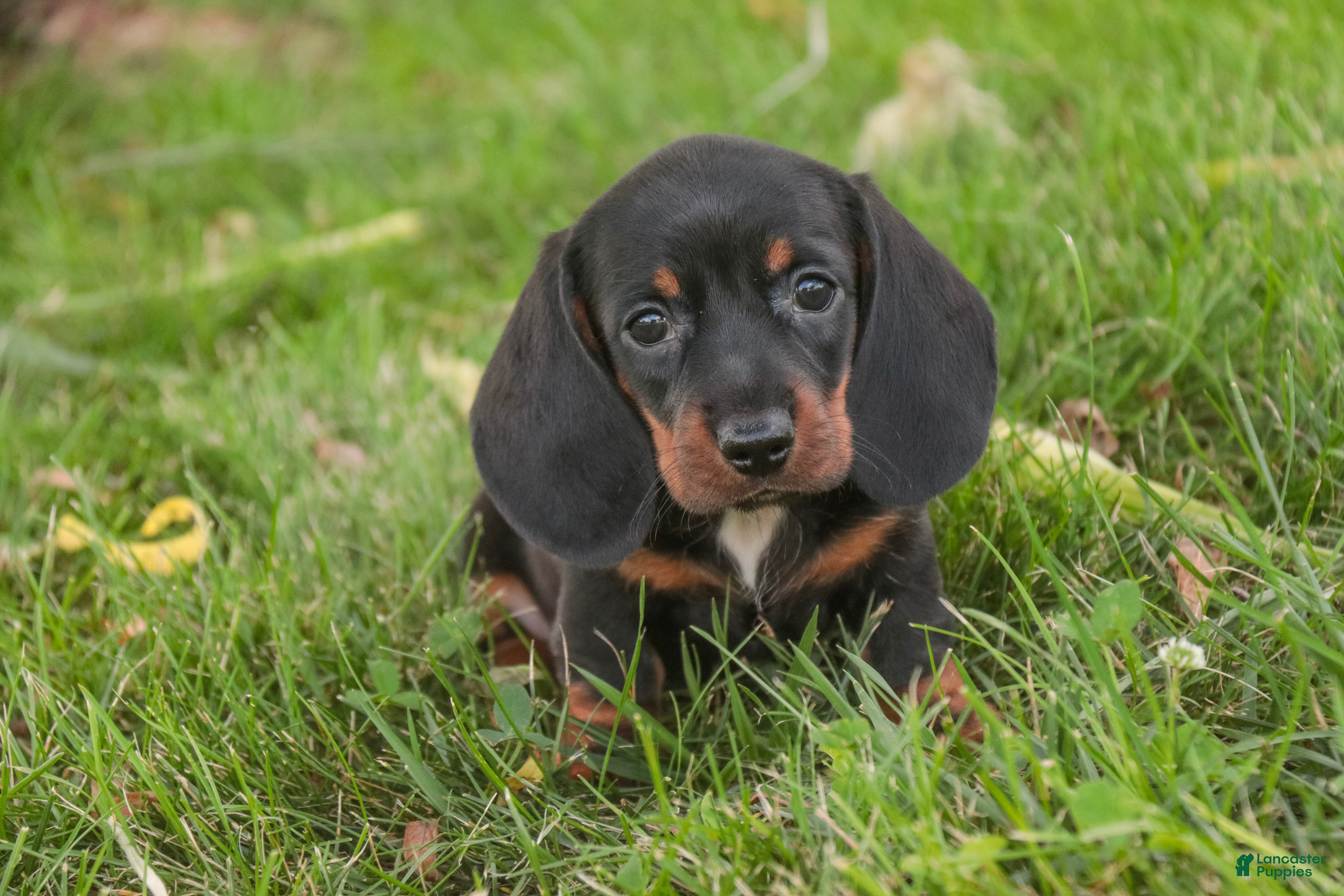 Miniature Dachshund dogs Wyatt Miniature Dachshund  - Ad 1