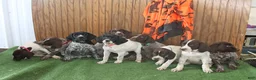 German Shorthaired Pointer dogs for sale: Twinkles - Ad 3