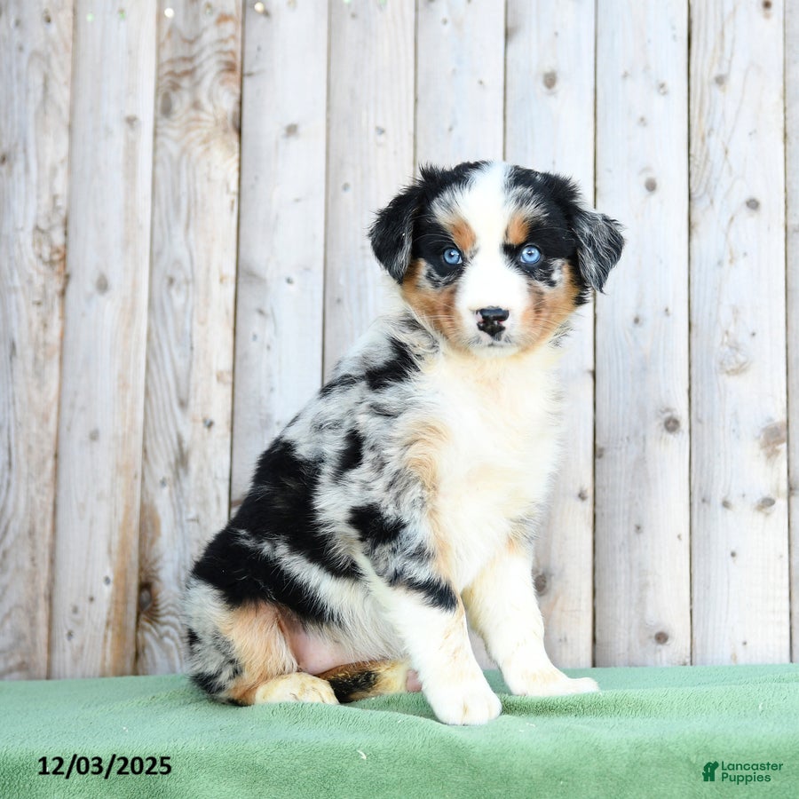 Australian Shepherd dogs Diana - Ad 1