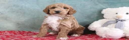 Mini Goldendoodle dogs for sale: Skye - Ad 2