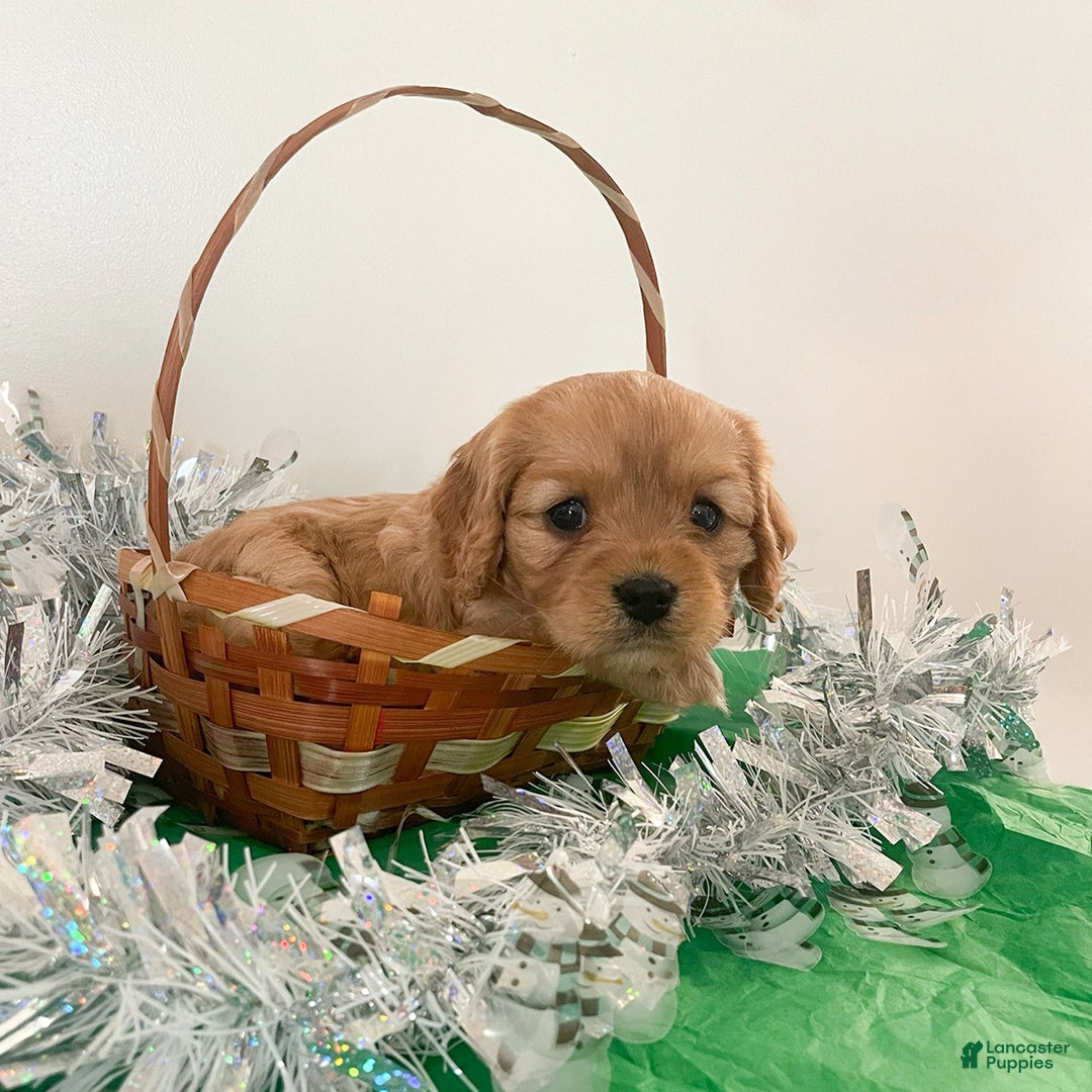 Cavapoo dogs for sale: Cupcake - Ad 5