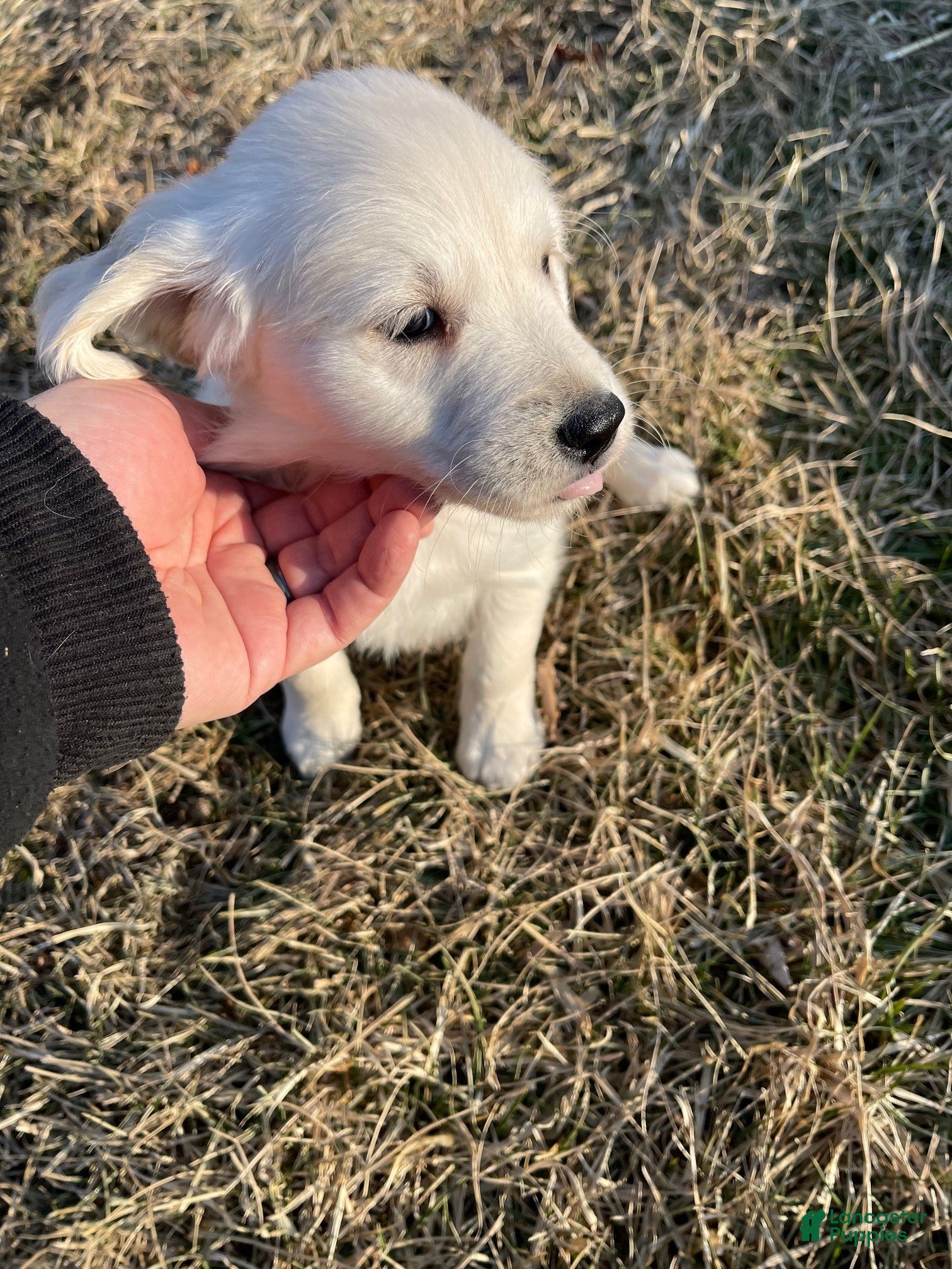 Golden Retriever dogs Elsa - Ad 31