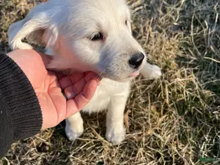 Golden Retriever dogs Elsa - Ad 31