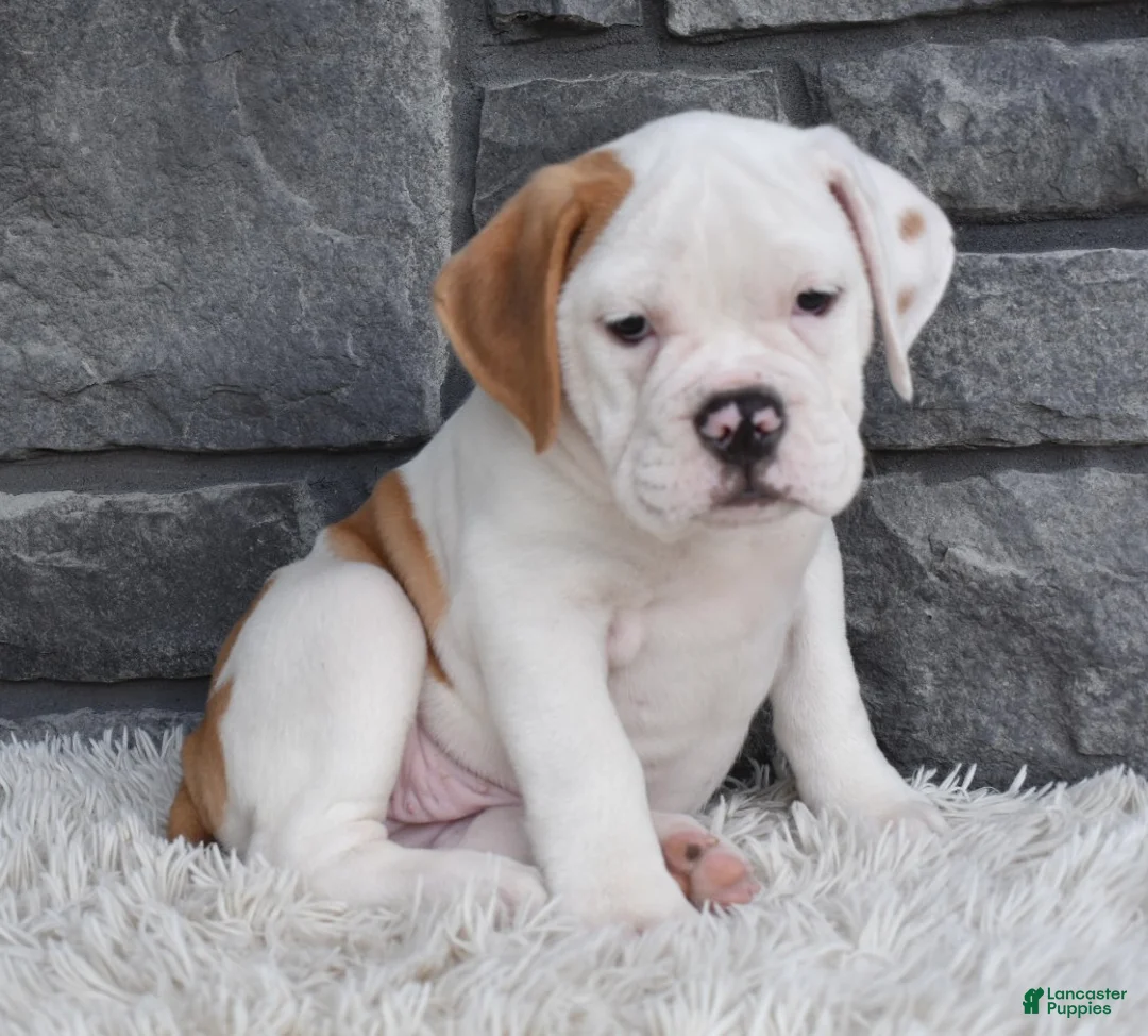 Beabull dogs for sale: Abby - Ad 1
