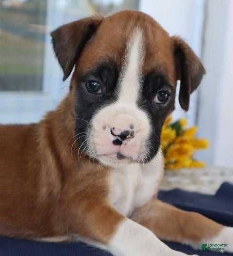 Boxer dogs for sale: Shelby- Champ lines - Ad 1