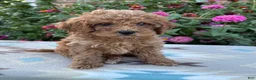 Cockapoo dogs for sale: Ruby  - Ad 3