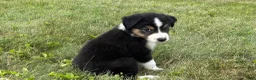 Miniature Australian Shepherd dogs for sale: Miniature Australian Shepherd Puppy 6 - Ad 4