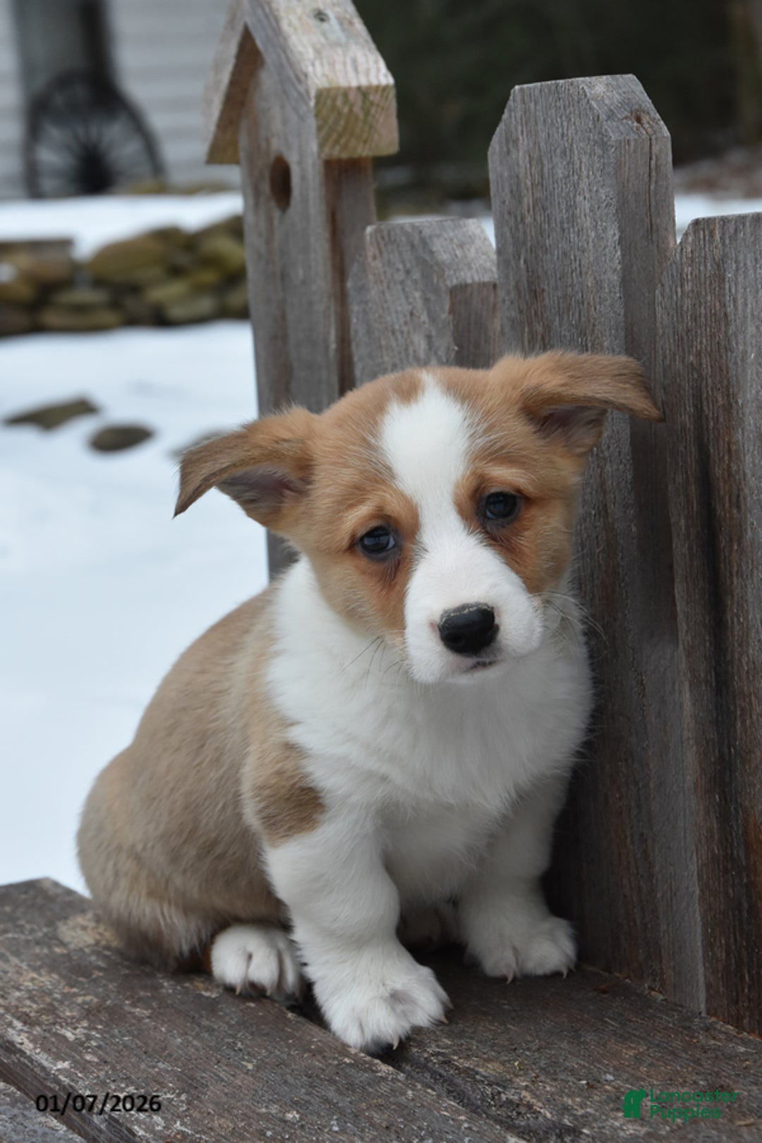 Welsh Corgi Pembroke dogs for sale: Devin - Ad 1