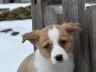 Welsh Corgi Pembroke dogs Devin - Ad 39