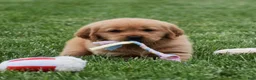 Golden Retriever dogs for sale: Macy - Ad 3