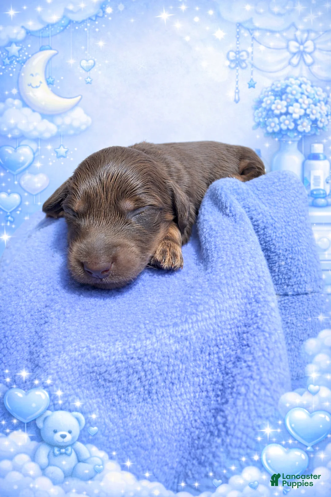 Miniature Dachshund dogs for sale: Miniature Dachshund Puppy 1 - Ad 2