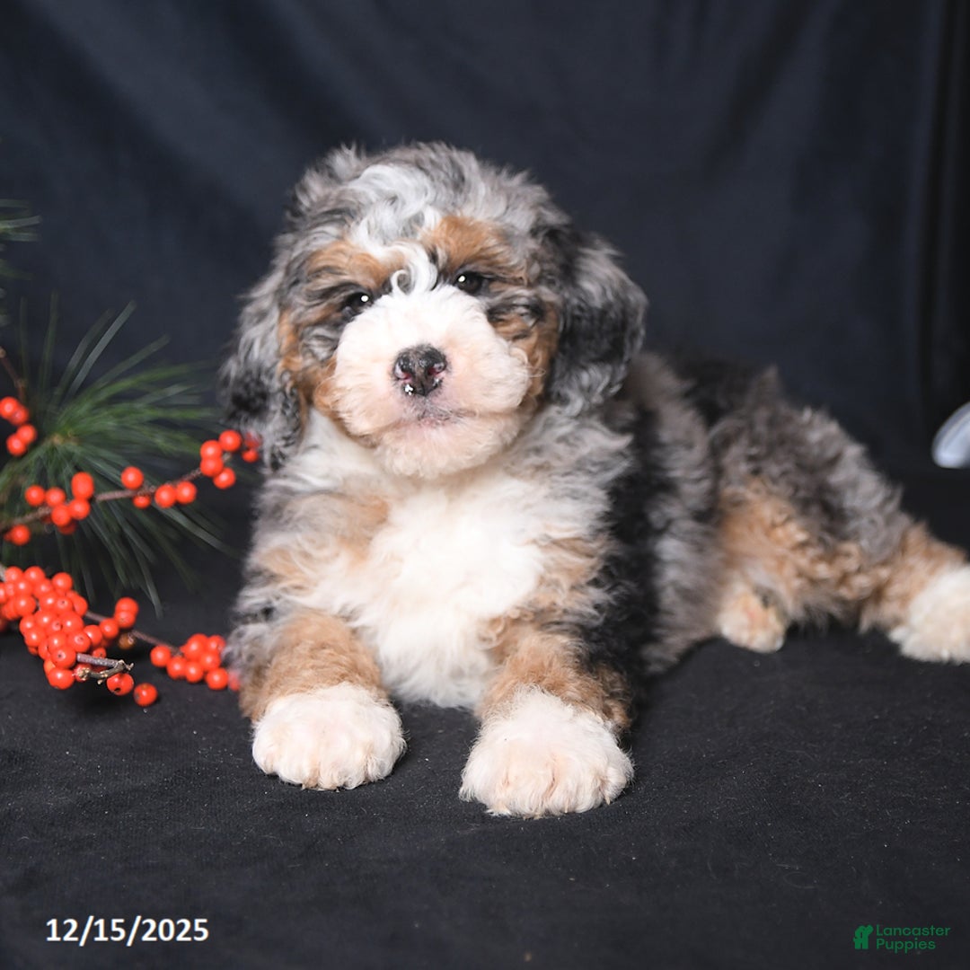 Bernedoodle dogs for sale: Cuddles - Ad 3