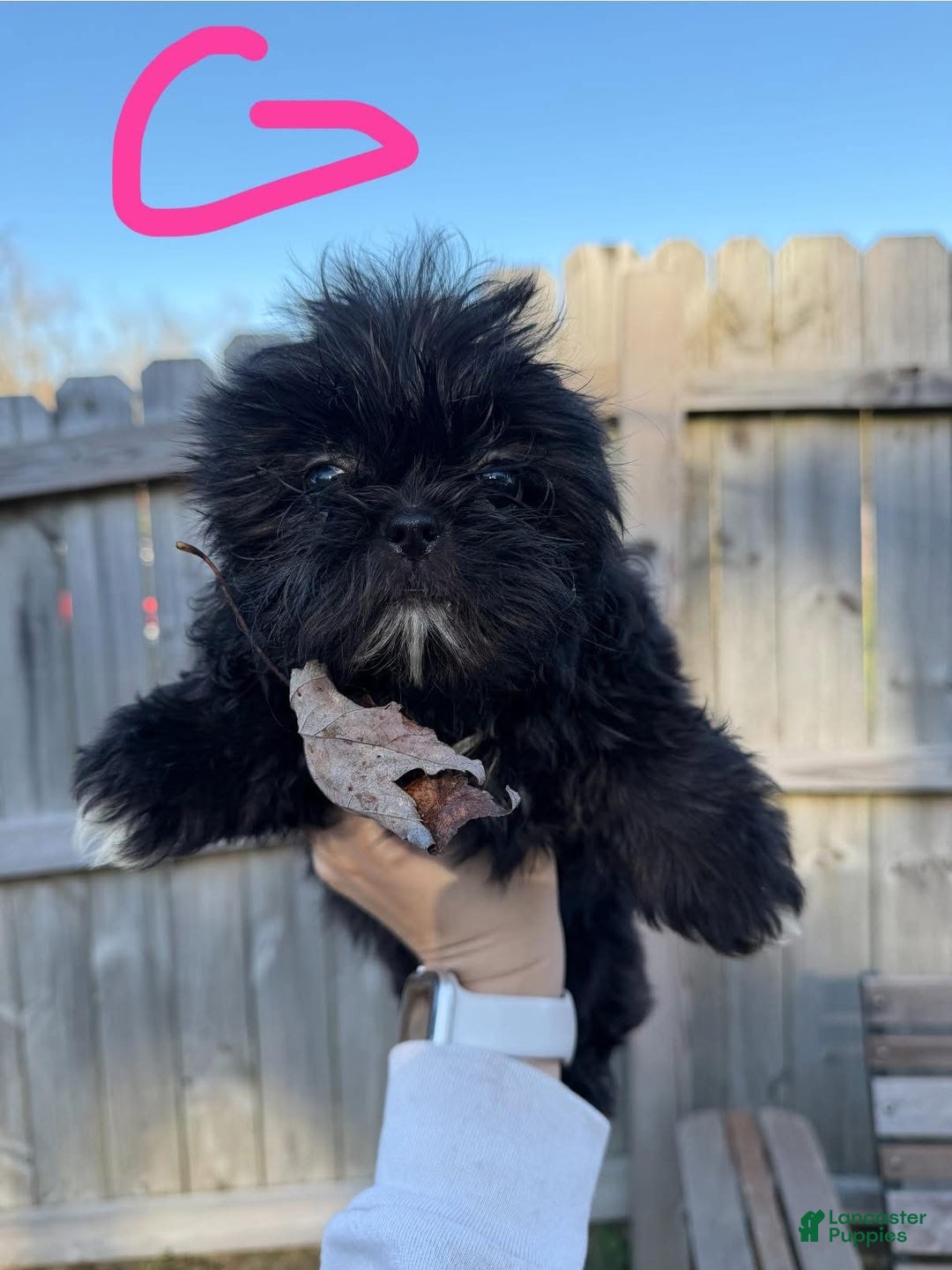 Shih Tzu dogs for sale: Shihtzu  - Ad 3