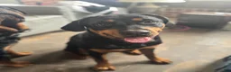 Rottweiler dogs for sale: Nova - Ad 5