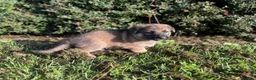 German Shepherd dogs for sale: Delilah - Ad 4