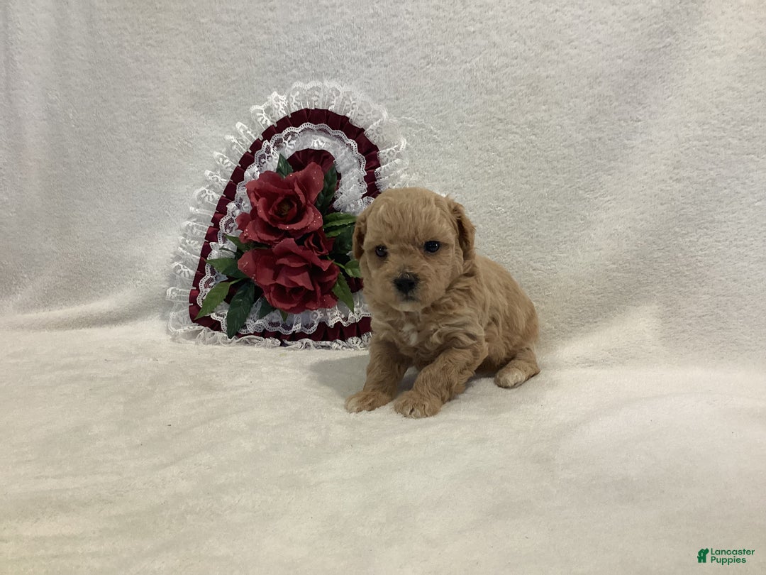 Maltipoo dogs for sale: Crunchy  - Ad 3