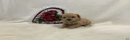 Maltipoo dogs for sale: Crunchy  - Ad 3
