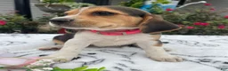 Beagle dogs for sale: Lucy - Ad 4