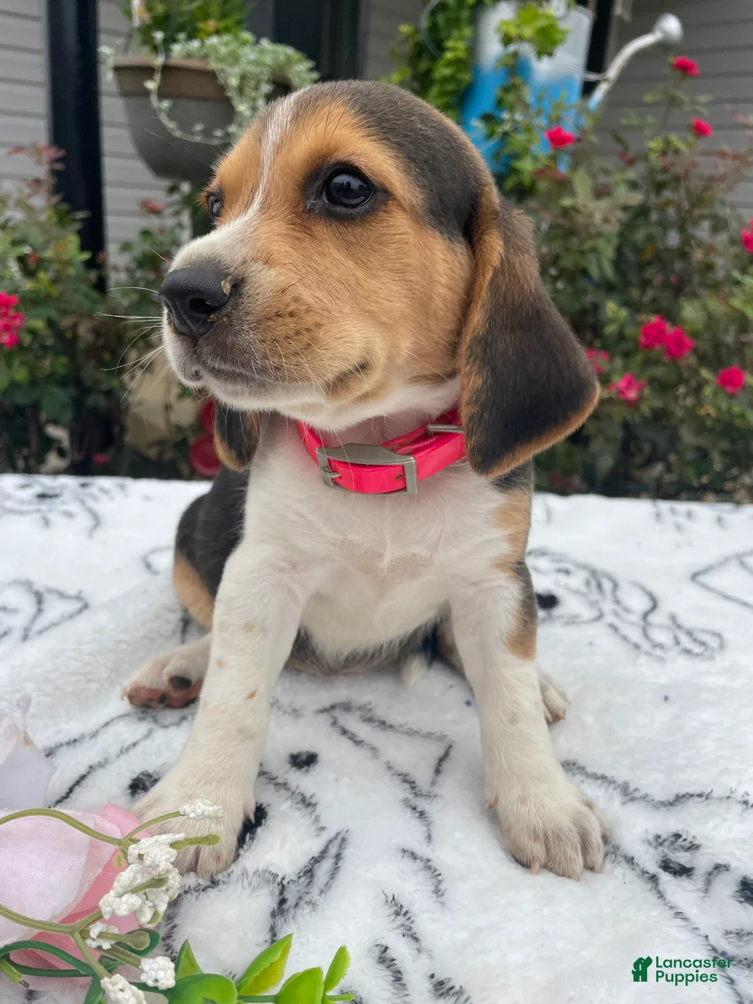 Beagle dogs for sale: Lucy - Ad 4