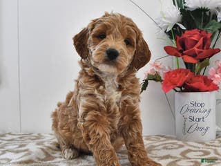 Mini Goldendoodle dogs for sale: Oliver - Ad 2
