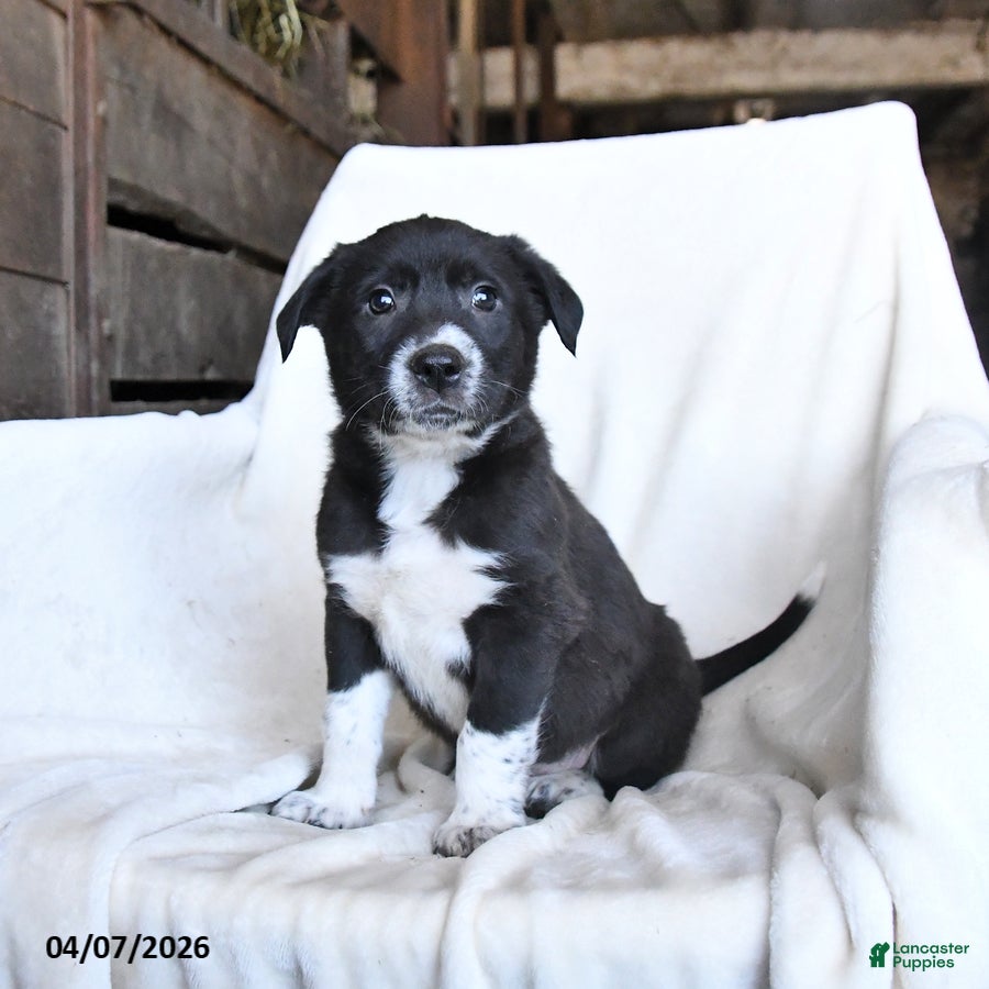 Border Collie dogs Fudge - Ad 2