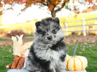 Pomeranian dogs - Ad 11