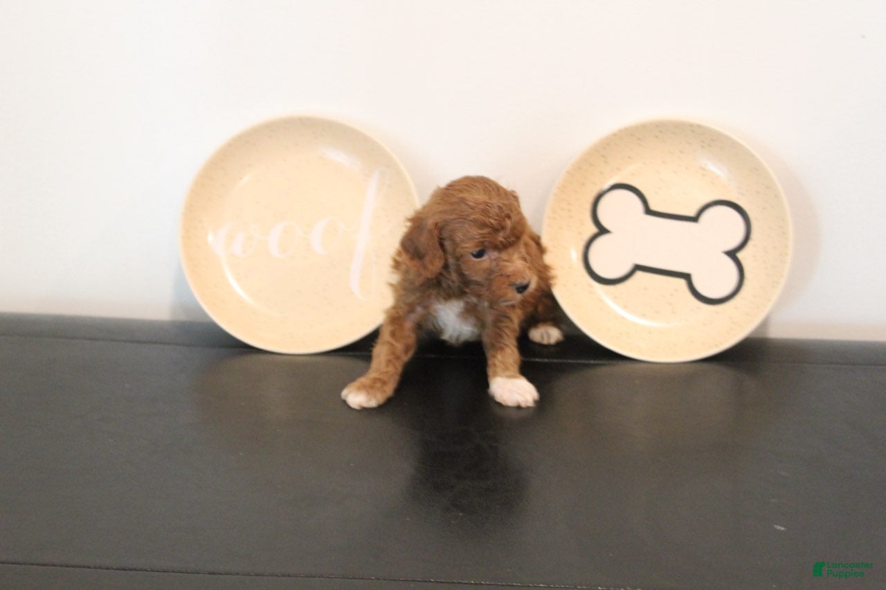 Mixed Breed dogs Red Tuxedo Male - Ad 1