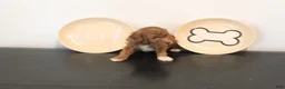 Mixed Breed dogs for sale: Red Tuxedo Male - Ad 1