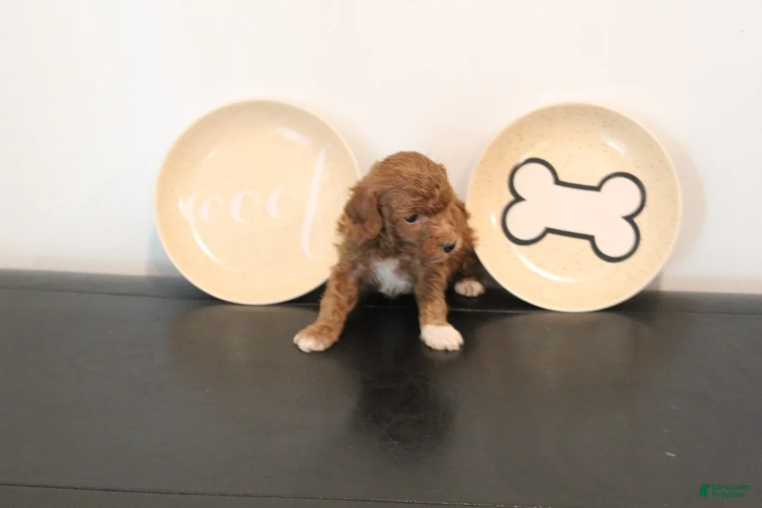 Mixed Breed dogs for sale: Red Tuxedo Male - Ad 1