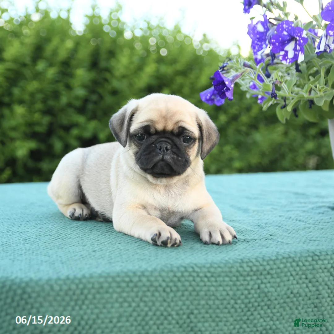 Pug dogs for sale: Jim  - Ad 2