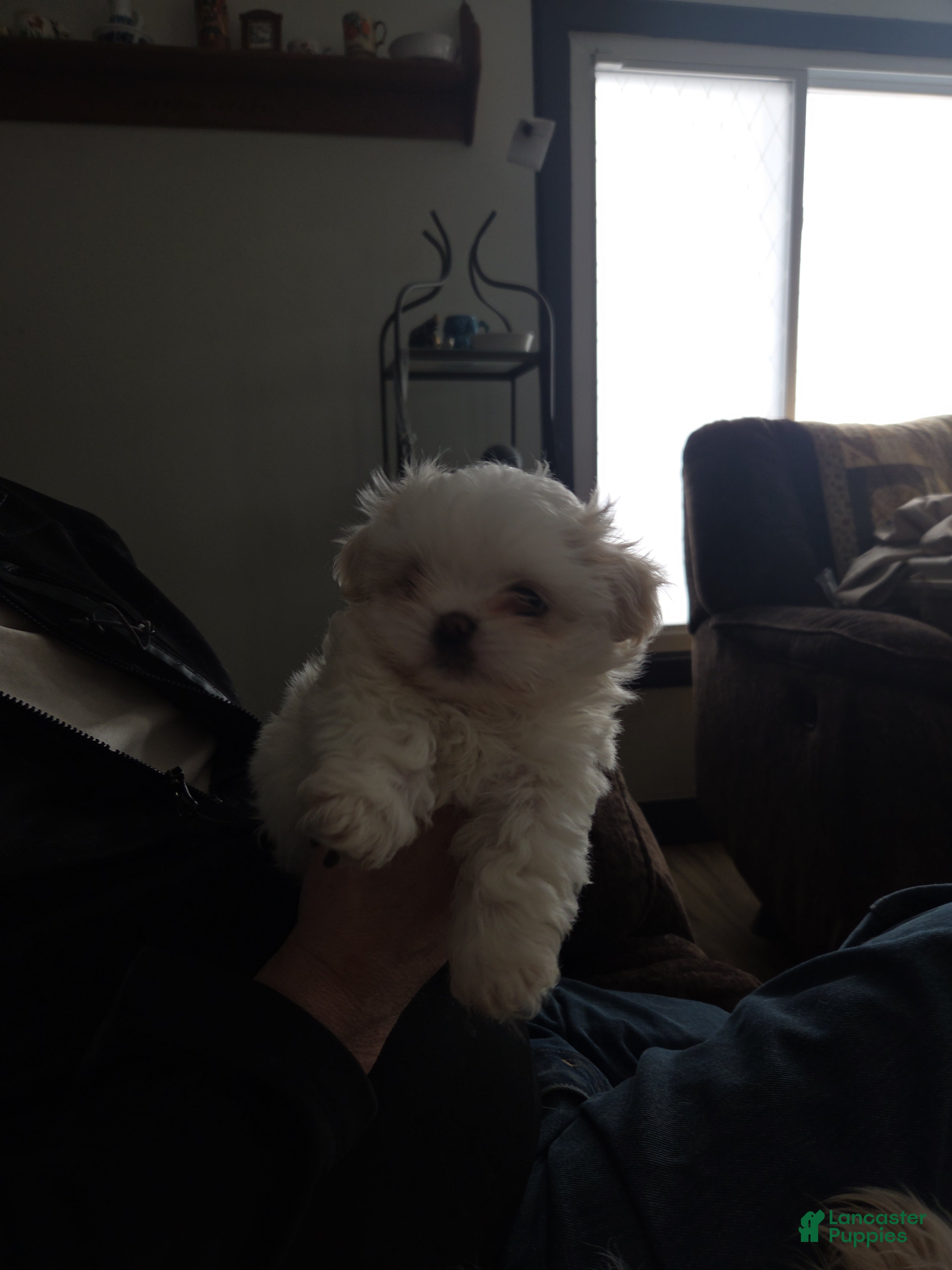 Malshi dogs Huey - Ad 2