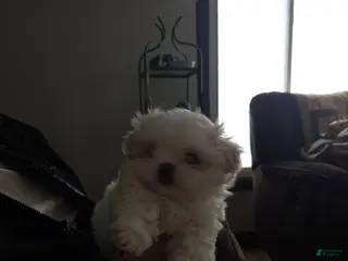 Malshi dogs Huey - Ad 2