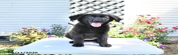 Golden Shepherd dogs for sale: Raisin - Ad 4